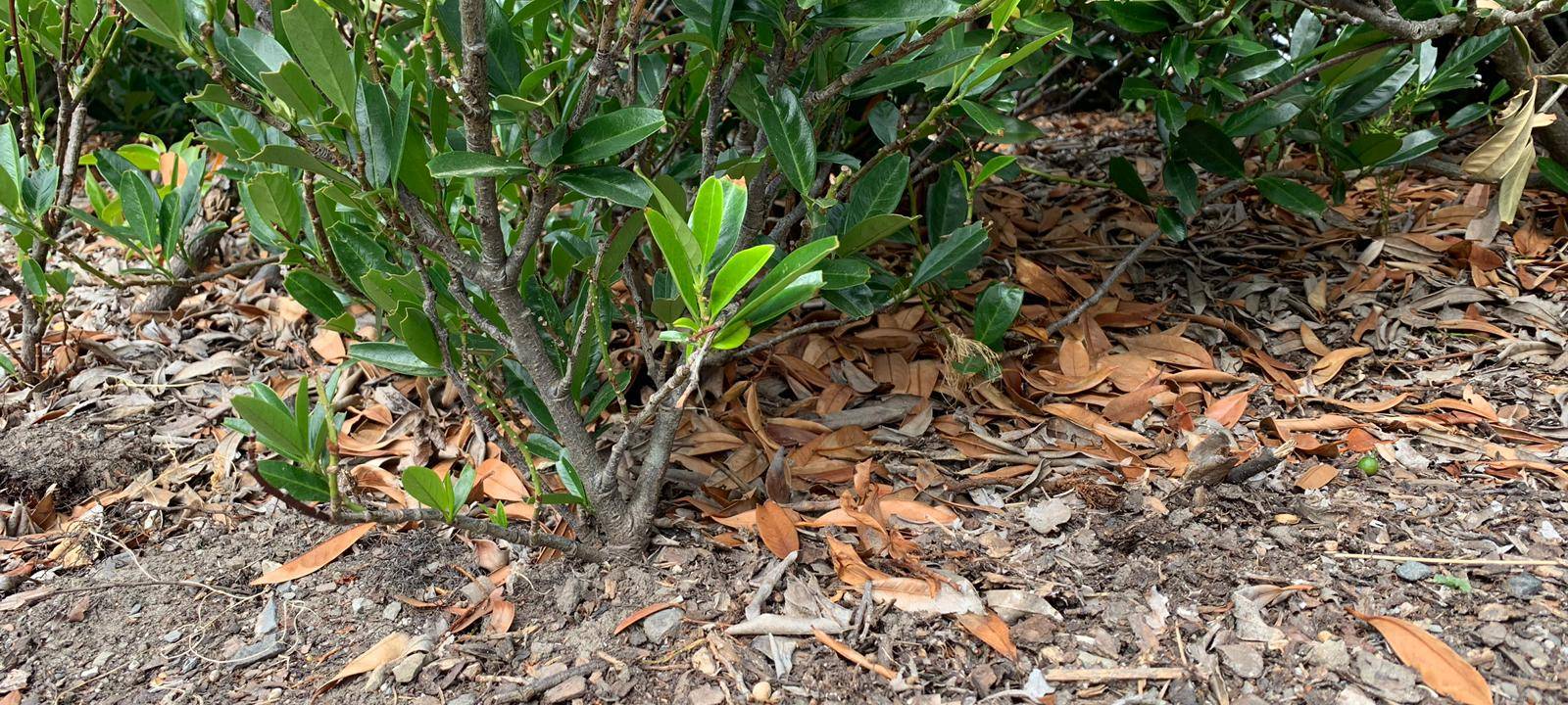 Stadt bittet Bürger zum Bäume gießen