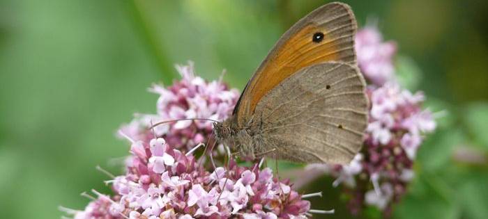 Schmetterlinge im Pöppelschetal (Exkursion)