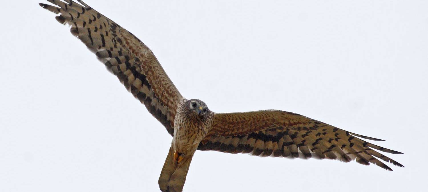 Junge Weihen werden flügge (Exkursion)