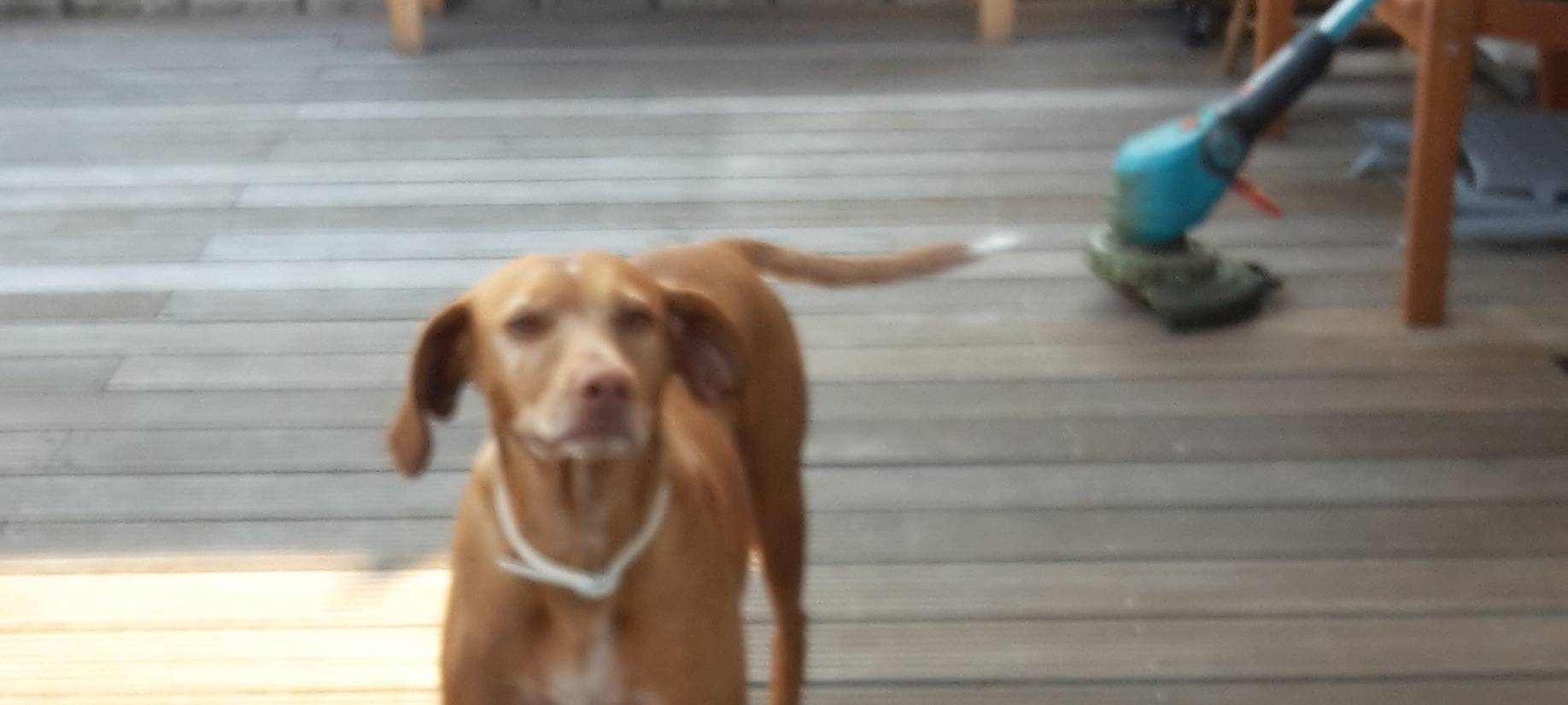 Hund entlaufen