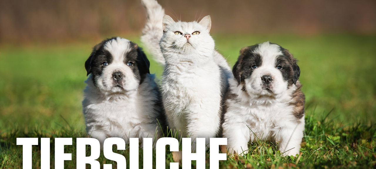 Hund entlaufen Nähe Tierheim Soest