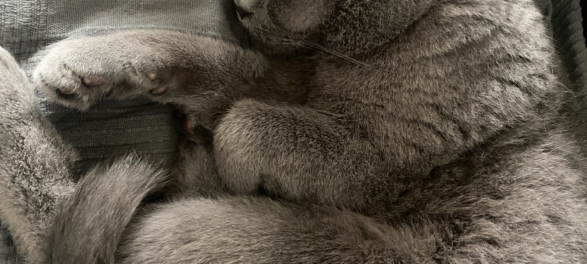 Kater in Wickede entlaufen