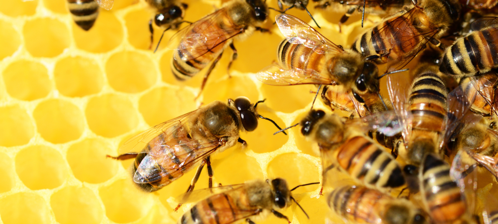Lippstadt: Faulbrut bei Bienen