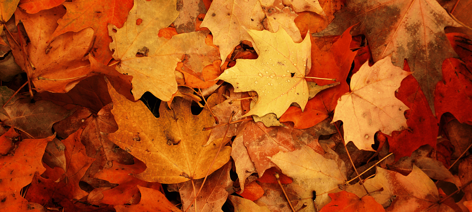 Symbolbild: Herbstblätter