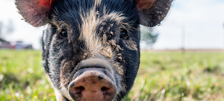 Der beste Schweinehalter Deutschlands kommt aus Werl