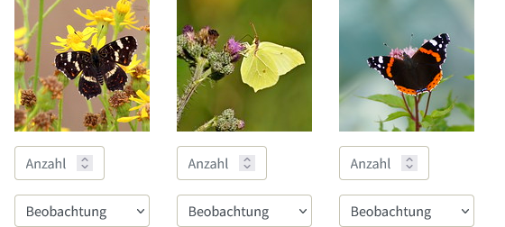 Schmetterlinge zählen