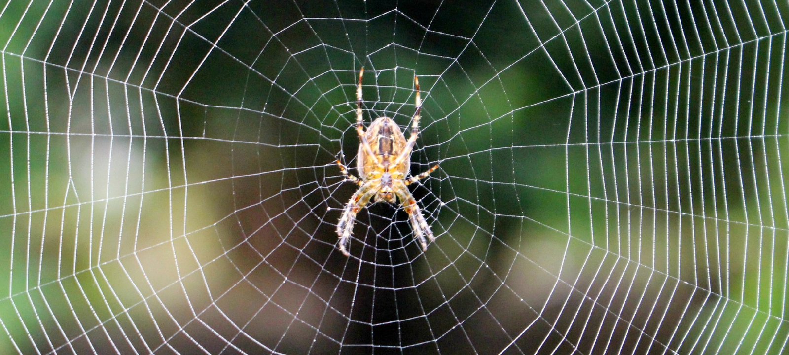 Eine Spinne in ihrem Spinnennetz.