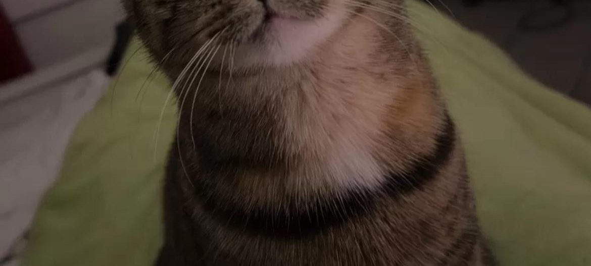 Junge Katze in Soest - Windmühlenweg - entlaufen