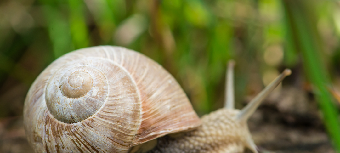 Die Schnecke: Plage oder Nützling?