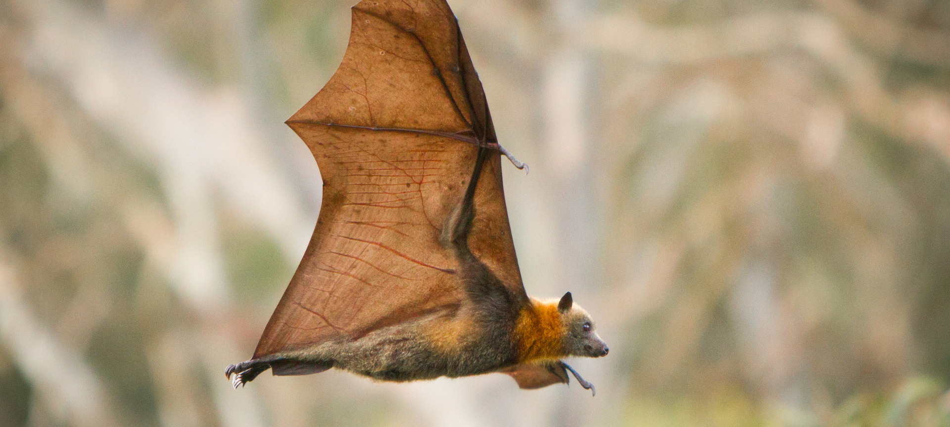 Symbolbild Fledermaus.