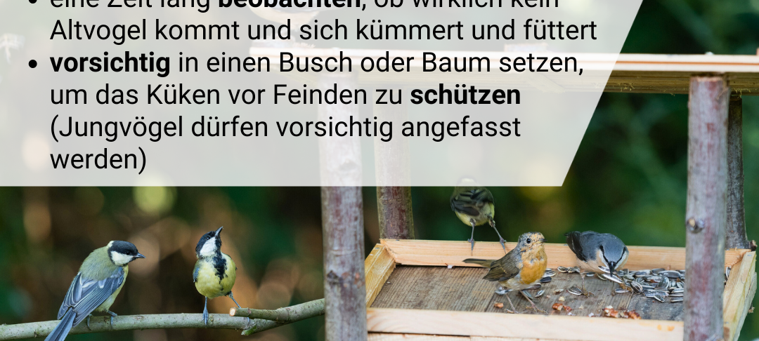 Vögel brüten in Gärten im Kreis Soest