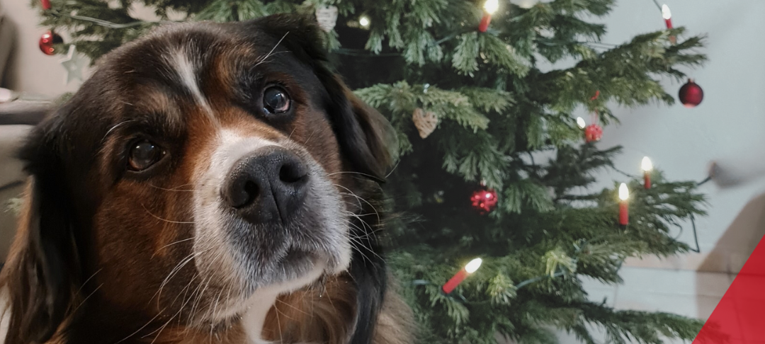 Hundeweihnachtsmarkt