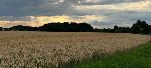 Nachhaltige Hausgestaltung: Regenwasser und Begrünung
