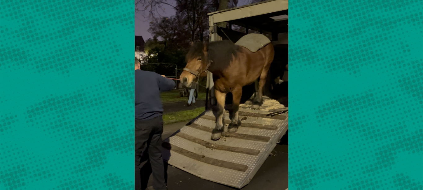 Pferdemarkt: Gewicht von Schätzpferd Tobias überraschte Viele