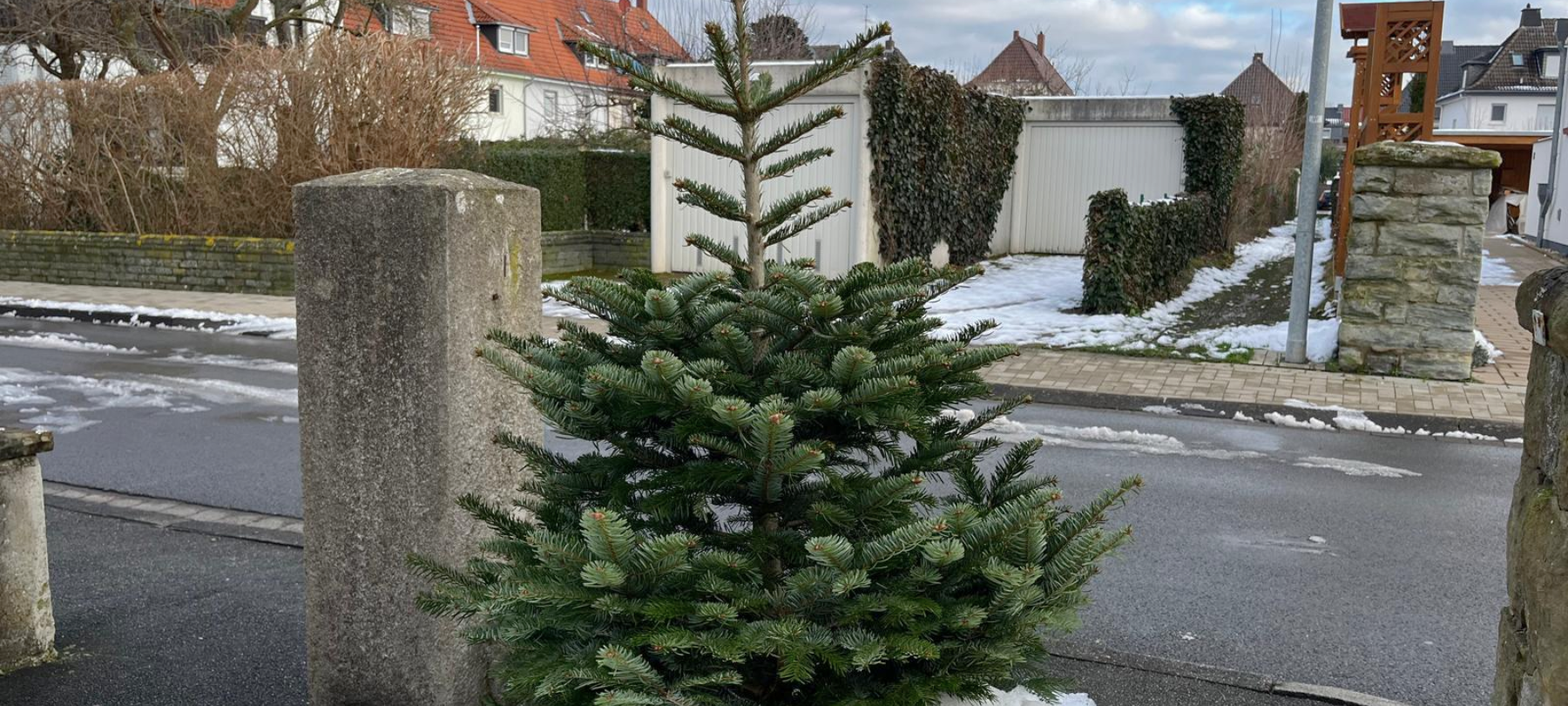 Tannenbäume loswerden im Kreis Soest