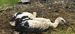 Werl-Hilbeck: Nachwuchs im Storchennest beringt