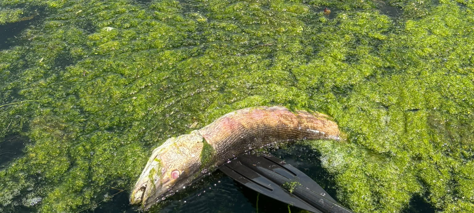 Angler sollen auf Raubfischfang in der Ruhr verzichten