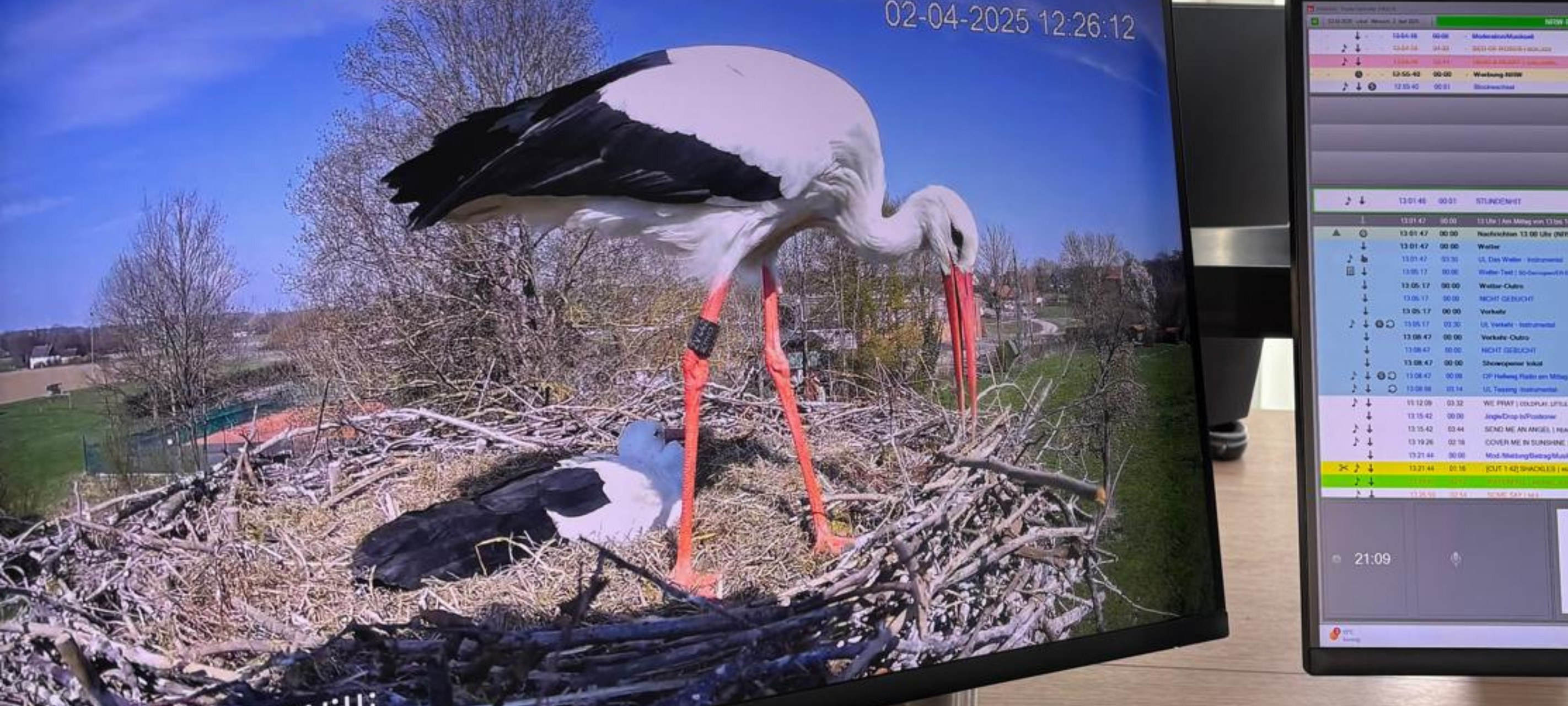 Storchenpaar in Werl-Hilbeck live beobachten
