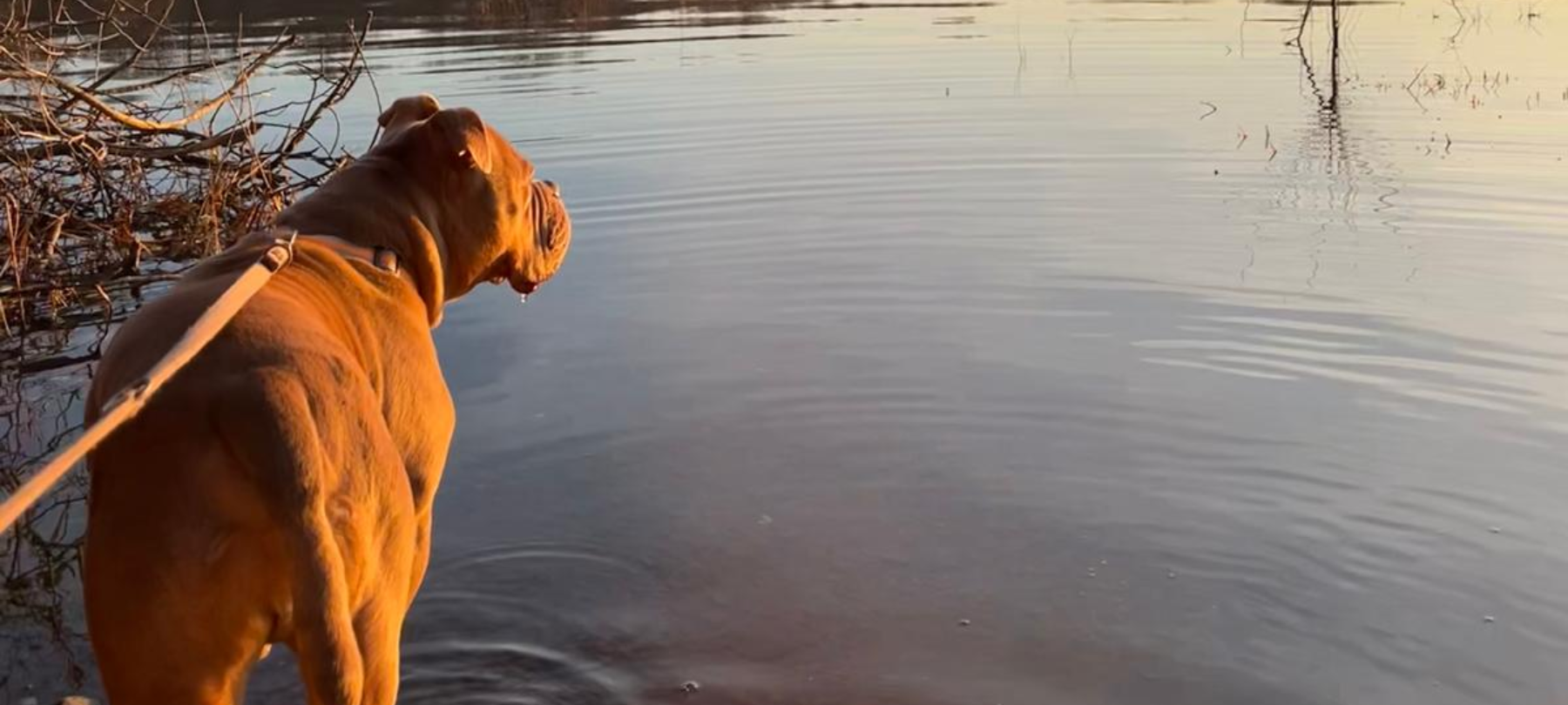 Anleinpflicht für Hunde: Vogelschutzgebiete im Kreis Soest besonders betroffen