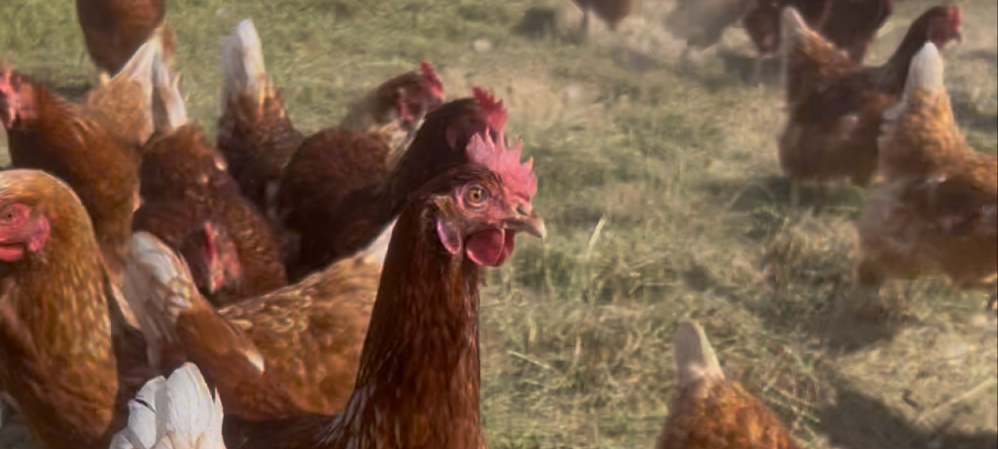 Vogelgrippe: Ist eine Stallpflicht jetzt die Lösung?