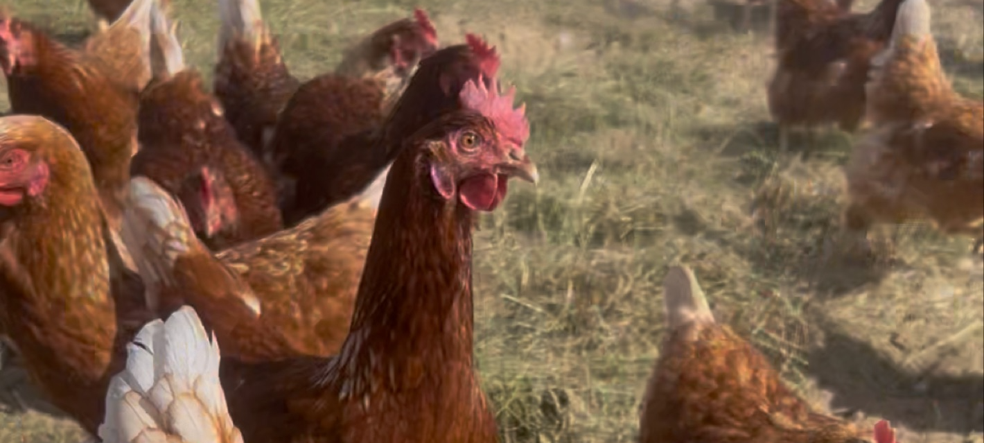 Vogelgrippe: Streit um Stallpflicht im Kreis Soest
