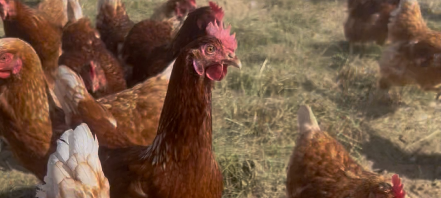 Keine Auflagen mehr für Geflügelhalter im Kreis Soest