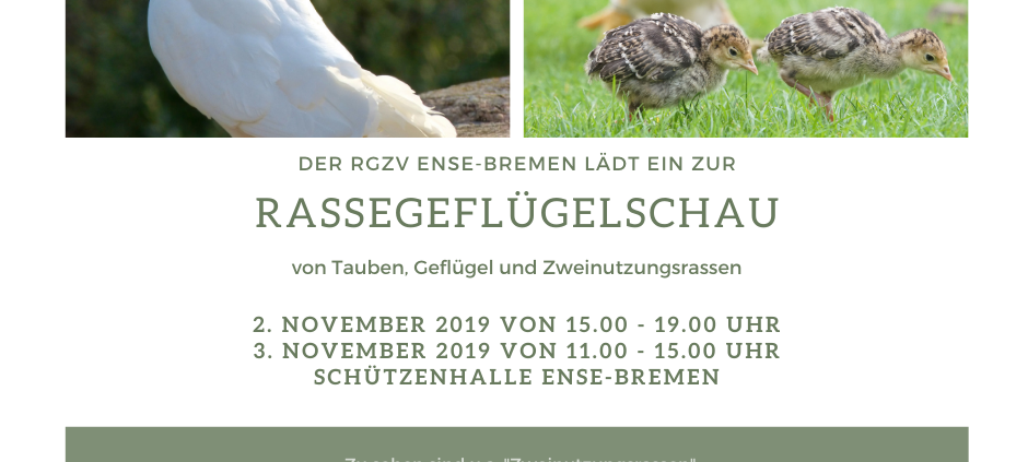Rassegeflügelschau in Ense-Bremen