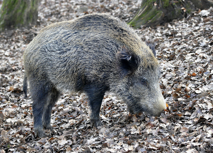 Wildschwein