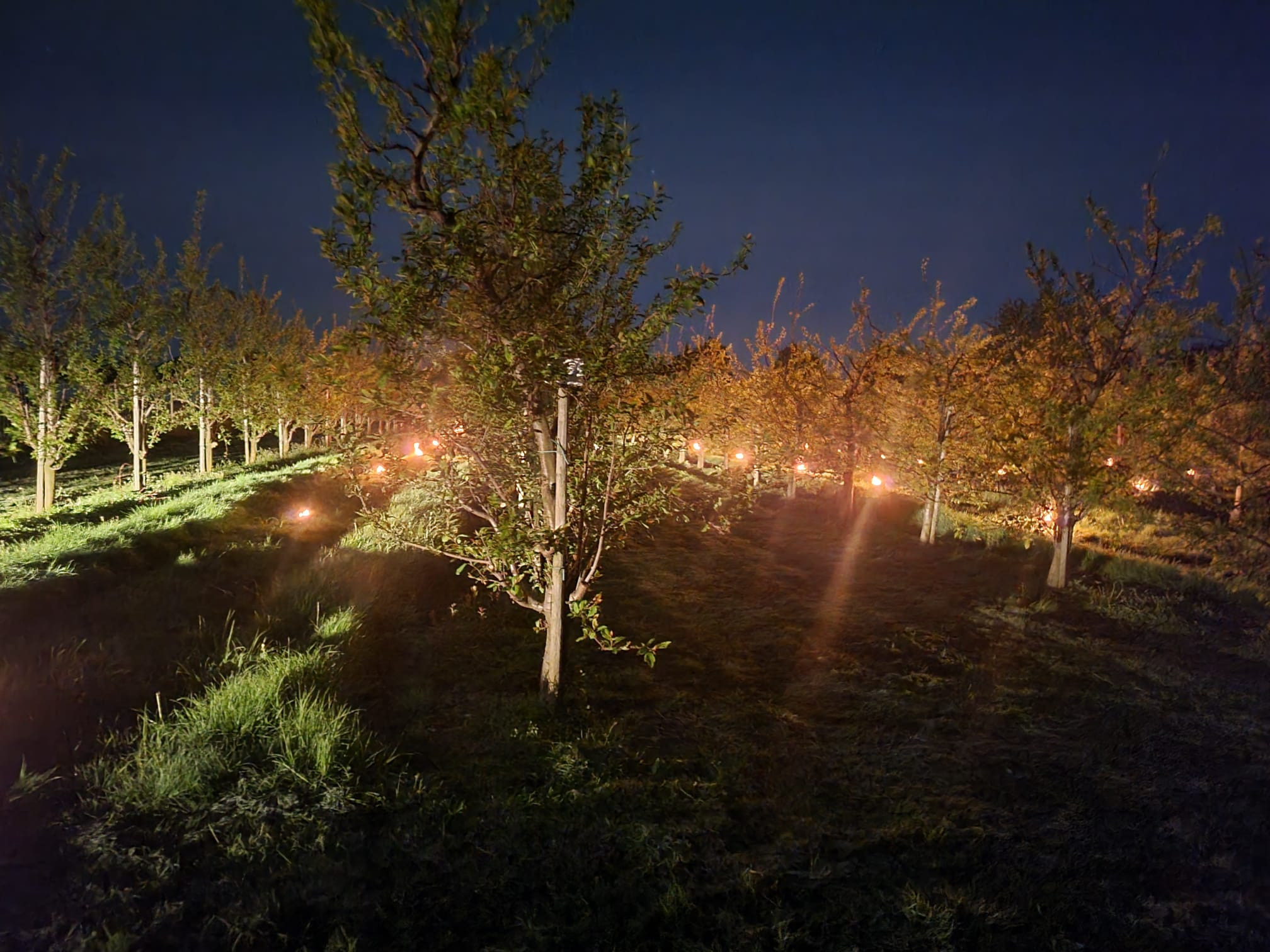 Viele kleine Feuer auf der Obstplantage von Obsthof Korn. Damit sollen die Bäume gewärmt werden.