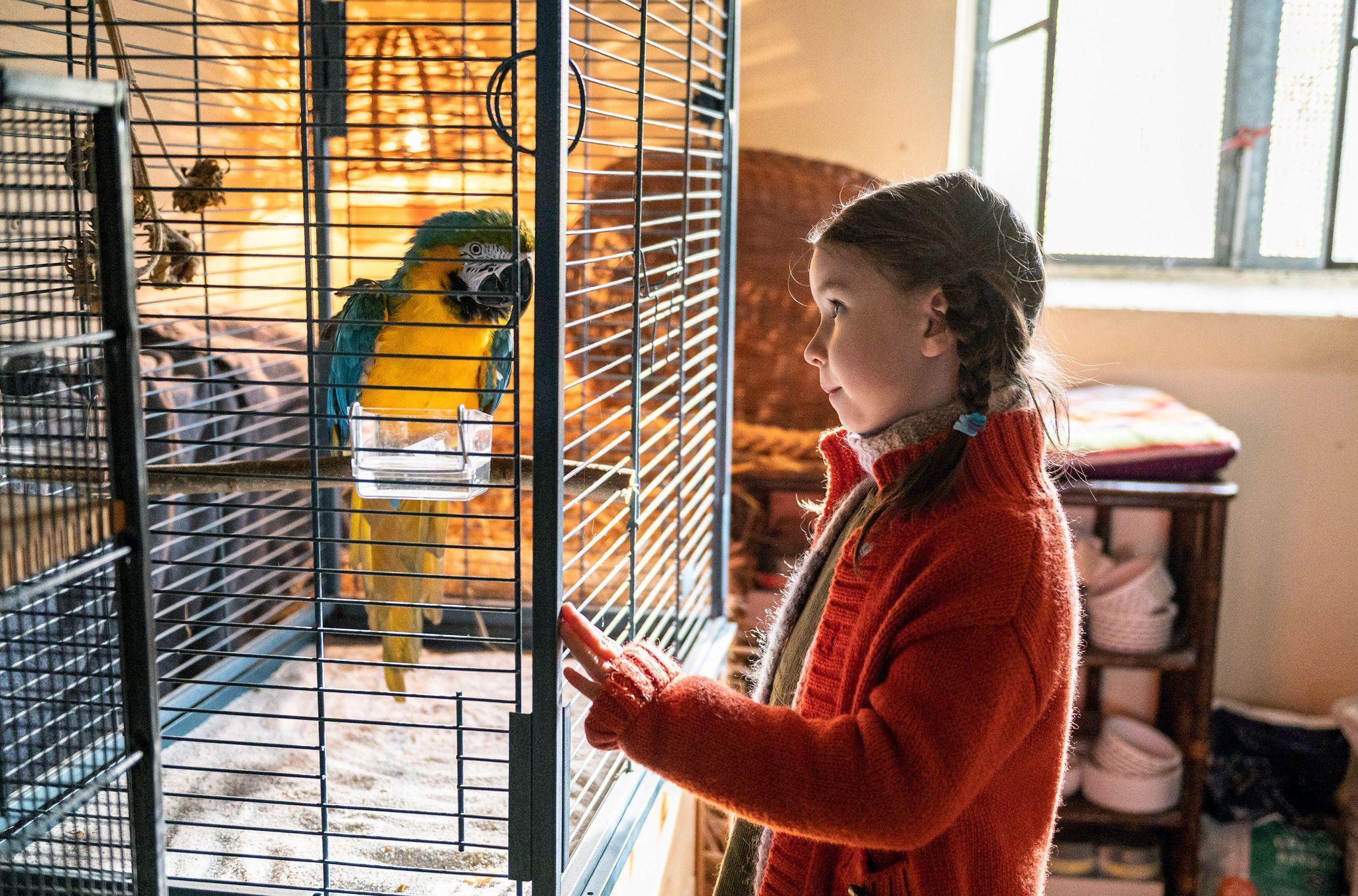 'Kommt ein Vogel geflogen'